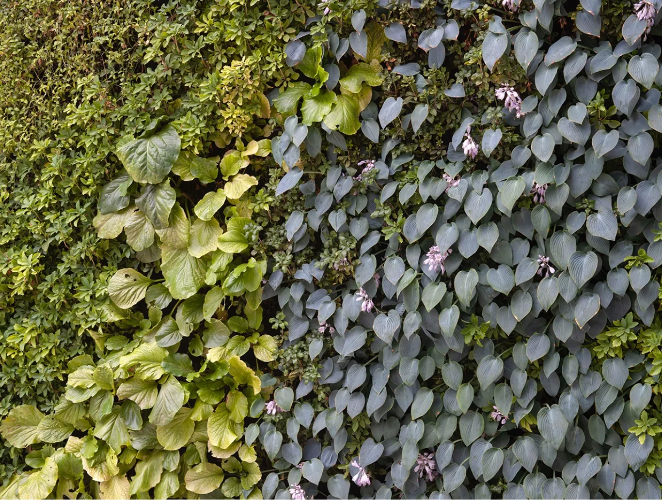 Green wall – POSEJDON