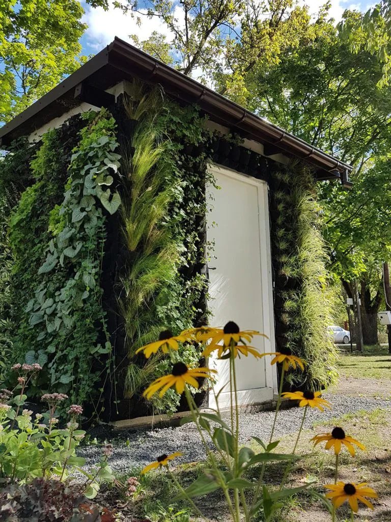 Green walls under the microscope