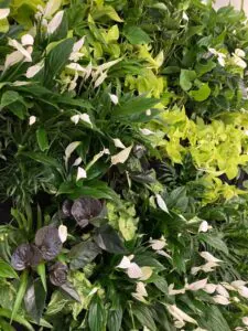 zielona ściana w&nbsp;biurze