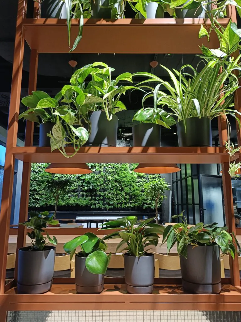 Zielone ściany w&nbsp;restauracjach